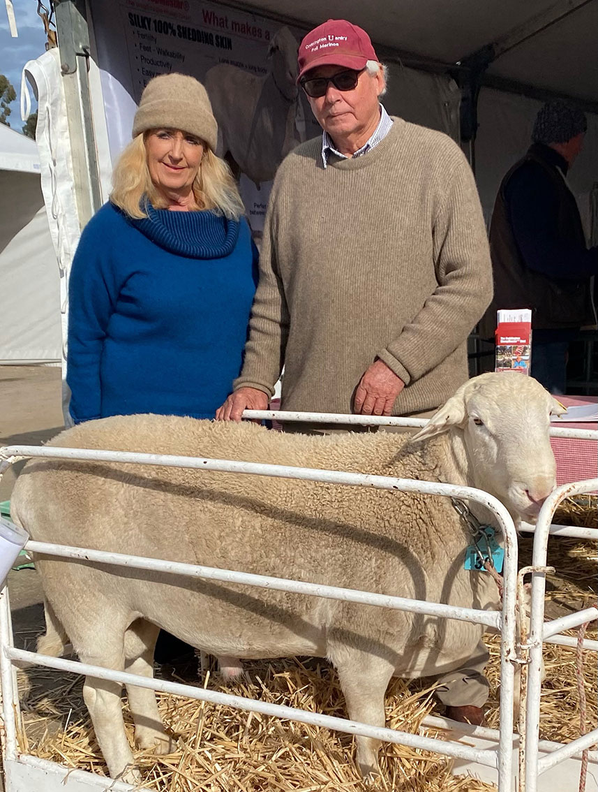 Graham-Susan-Coddington-Shedding-Sheep