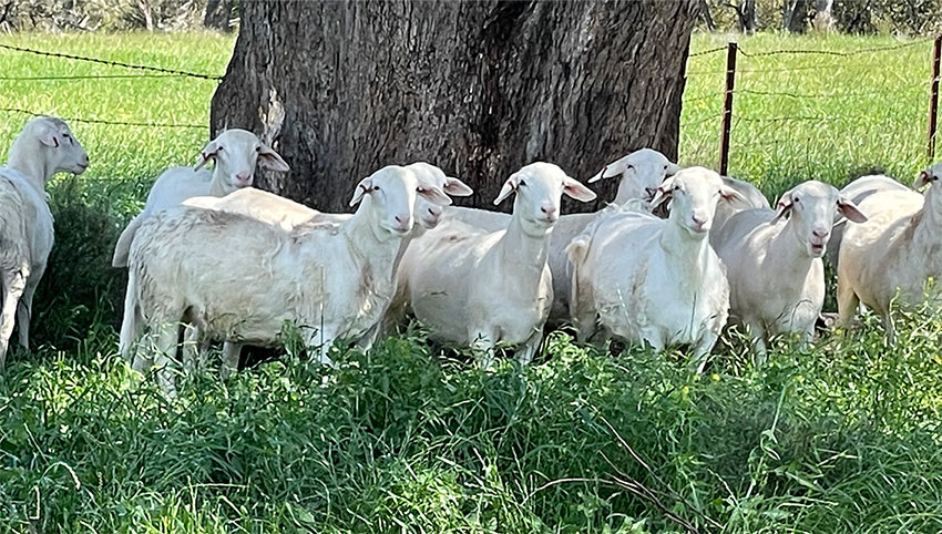 Composite-Ewes-For-Sale